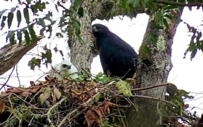 Registro de águila real y su polluelo en Colombia, Huila