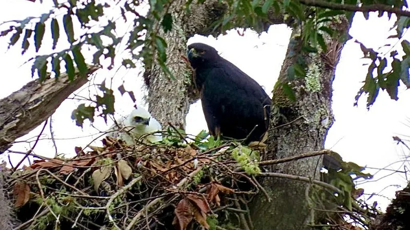 Registro de águila real y su polluelo en Colombia, Huila