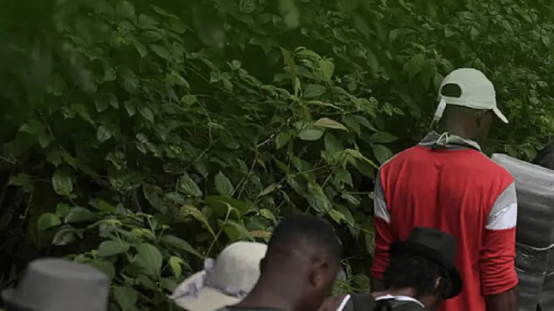 Piden garantizar la seguridad de los migrantes que se dirigen a selva del Darién