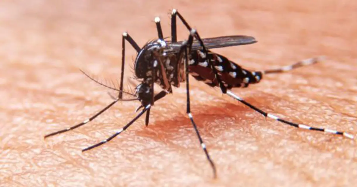 Se confirma muerte por dengue en el Huila