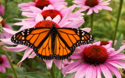 Mariposas monarca son la más rápidas para viajar miles de kilómetros