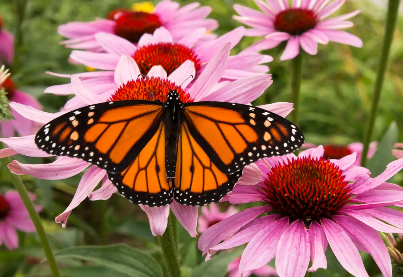 Mariposas monarca son la más rápidas para viajar miles de kilómetros