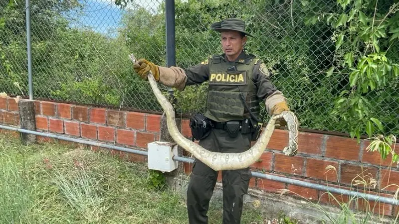 Boa constrictor fue rescatada en Palermo, Huila