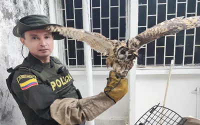 Policía rescató un búho rayado en Neiva