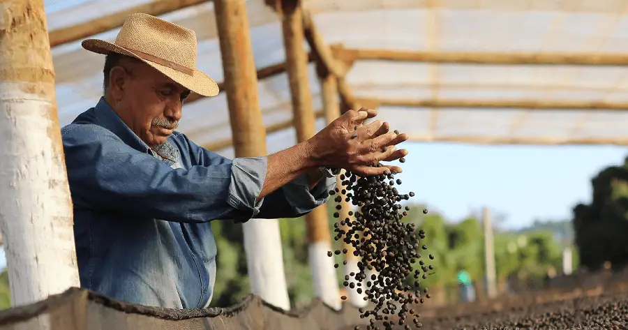 “El Huila no ha disminuido la producción de café”; Jorge Montenegro