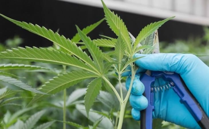 Reglamentan uso de cannabis medicinal en sectores de alimentos, bebidas y textiles