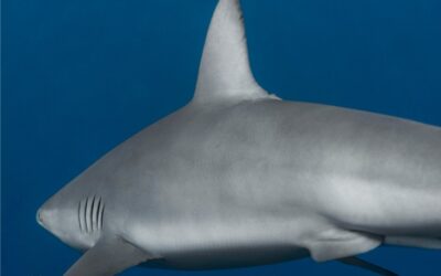 Alerta en Bogotá por comercialización de carne de tiburón