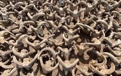 Encuentran 2.000 cabezas de carnero momificadas en Egipto