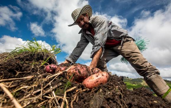 Gobierno activo compra de alimentos a pequeños productores