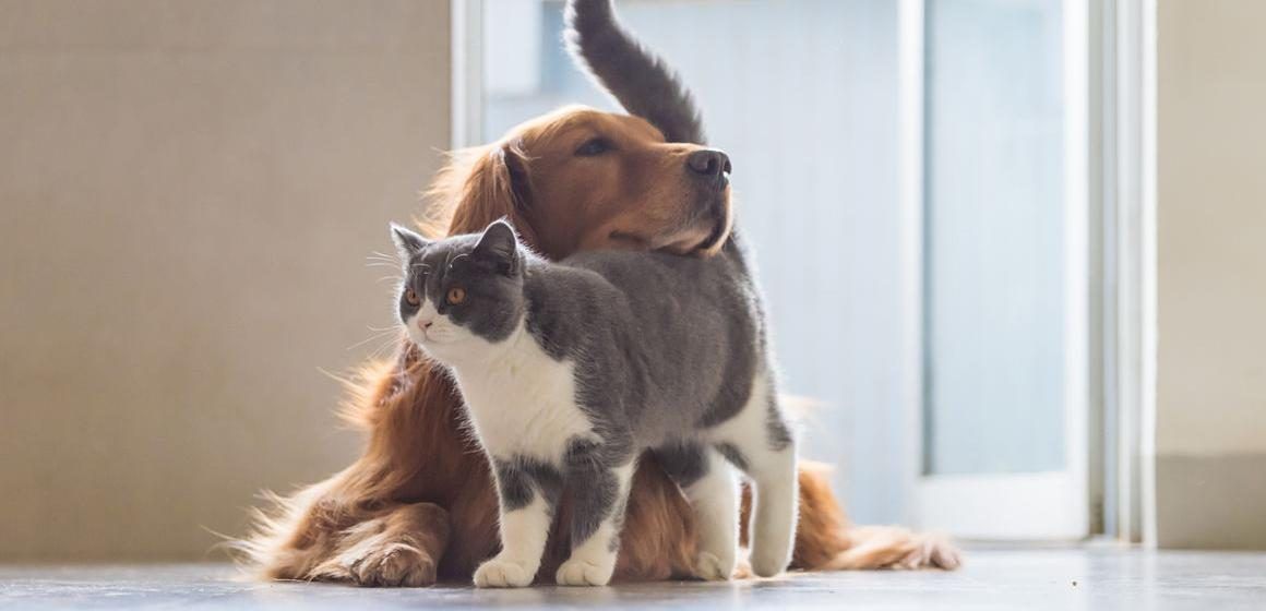 ¿Cuál es la realidad de la castración de los perros y los gatos?