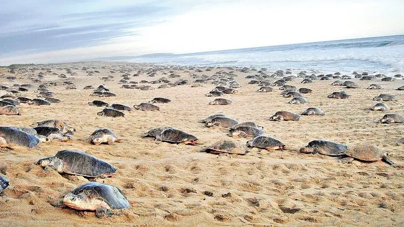 Entre Bolivia y Brasil se espera mayor anidación de tortugas