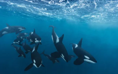 Orcas sacrifican su vida por sus crías