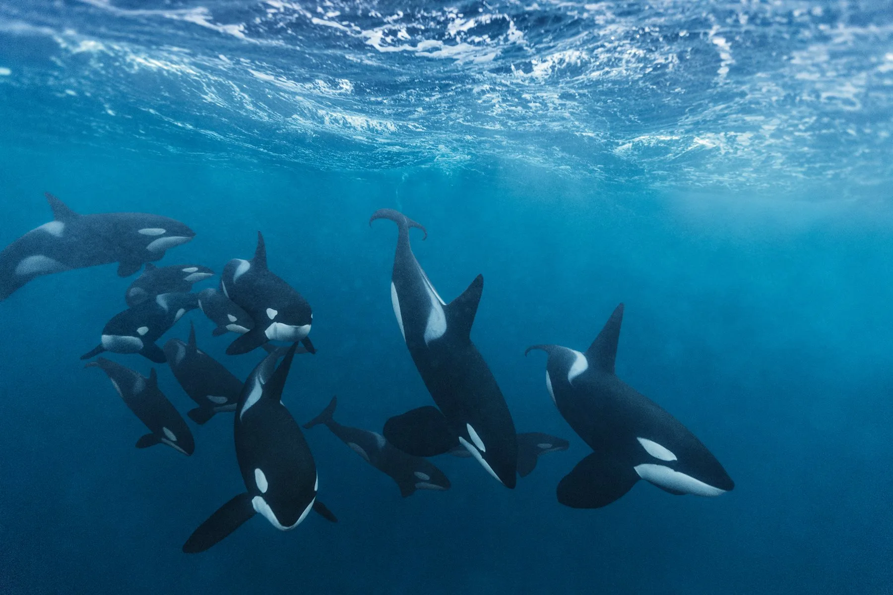 Orcas sacrifican su vida por sus crías