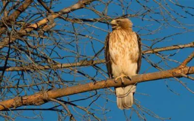 Los pesticidas están afectando el desarrollo del águila calzada de Doñana