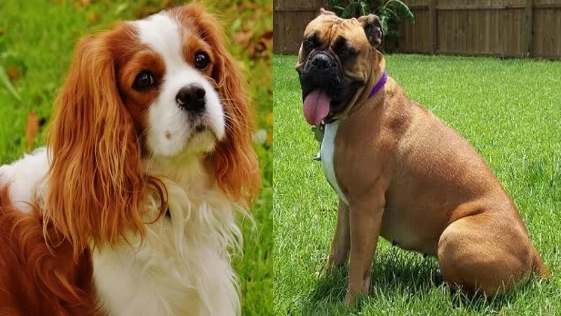 Bulldog y cavalier spaniel: raza de perro que podría ser prohibida