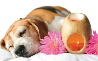 Aromaterapia en las mascotas ¿realmente funciona?