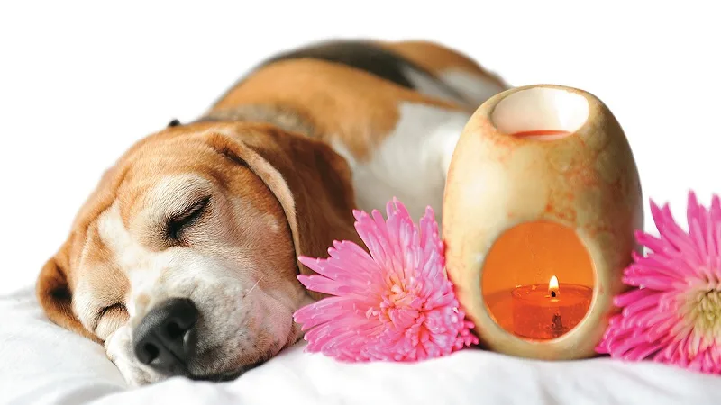 Aromaterapia en las mascotas ¿realmente funciona?