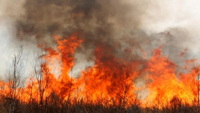 Partículas en el aire generadas por incendios causaron cerca de 20 mil muertes prematuras en Estados Unidos