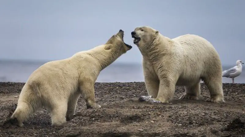 Grupo de osos polares que no necesitan del hielo marino para vivir