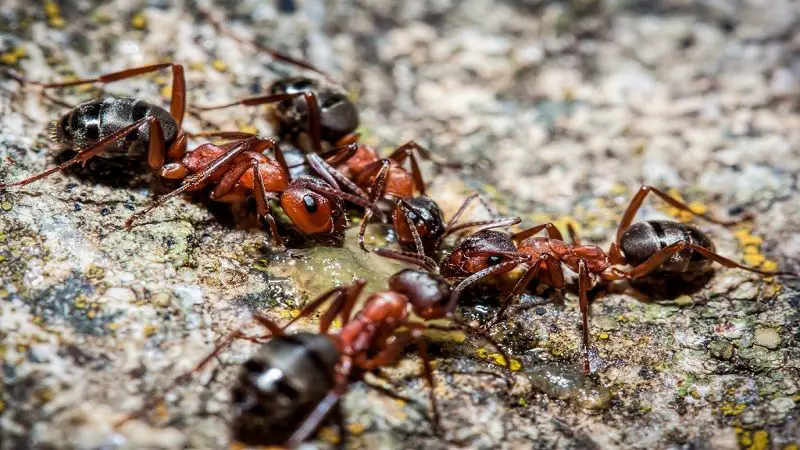 En el mundo habría 20 cuatrillones de hormigas