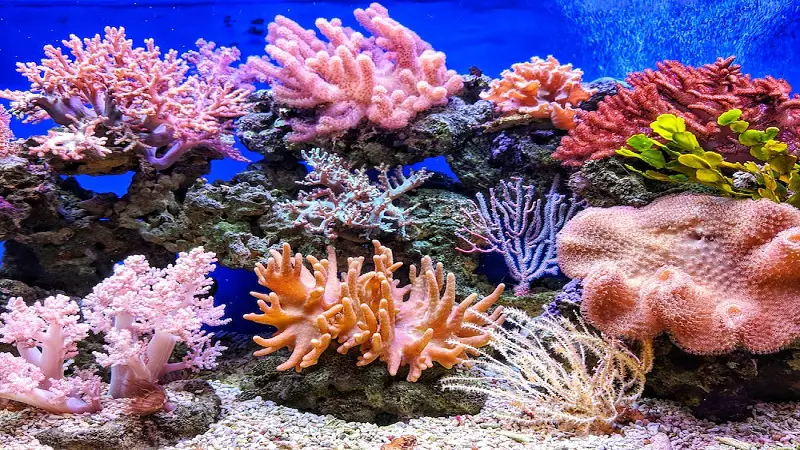 Los corales del Pacífico Este de Latinoamérica son un «laboratorio natural»