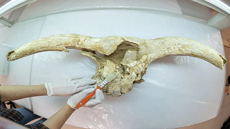 Neandertales que coleccionaban cráneos de animales como trofeos