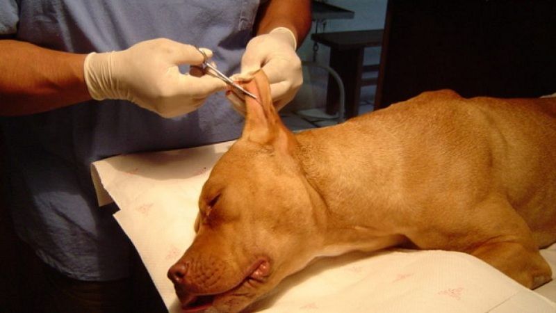 “No se puede mutilar a los animales por razones estéticas”: Procuraduría