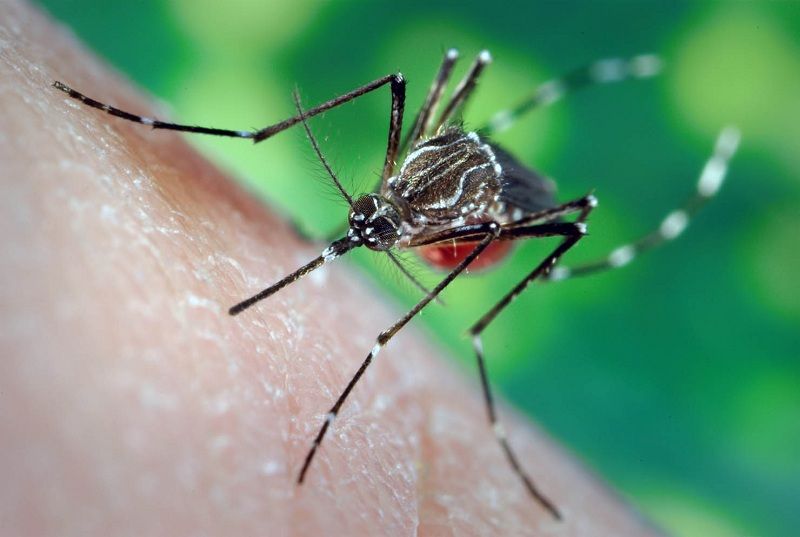 Neiva y Aipe, presentan brote de dengue