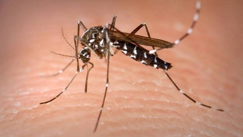 ¿Cómo prevenir el dengue en esta época del año?