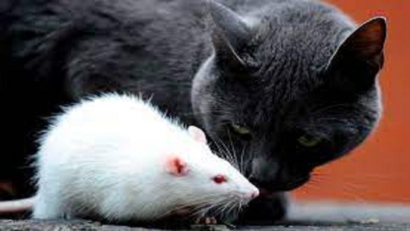 Las ratas convirtieron a los gatos en animales de compañía