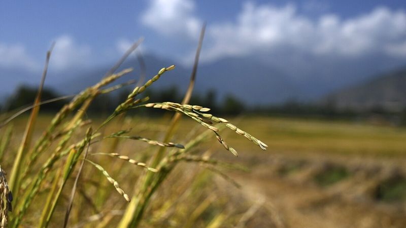 Dos cementeras condenadas por contaminación de cultivos de arroz