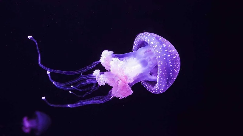 ¿Por qué son tan necesarias las medusas?