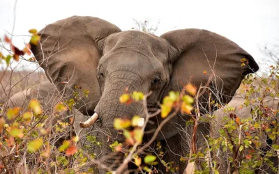 Video: elefante mutilado por cazadores, volvió a caminar gracias a una prótesis