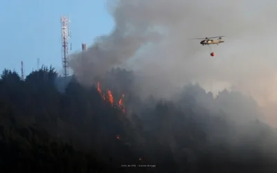 Incendios en Colombia: Procuraduría señala que ha faltado control de vegetación invasora