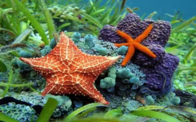 La regeneración en estrellas de mar: ¿el secreto de la vida?