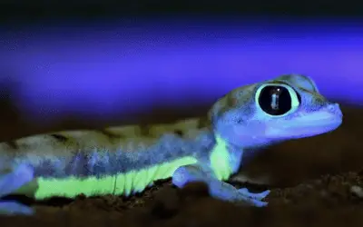 El Gecko que brilla con la luna