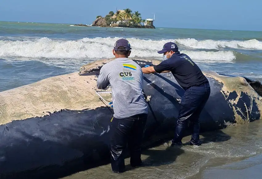 Encuentran una ballena muerta en playas de Córdoba
