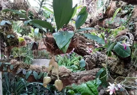 Orquídea rara de gran tamaño florece en orquidario de Estepona (Málaga)