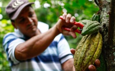 El Huila le apuesta a impulsar el sector cacao