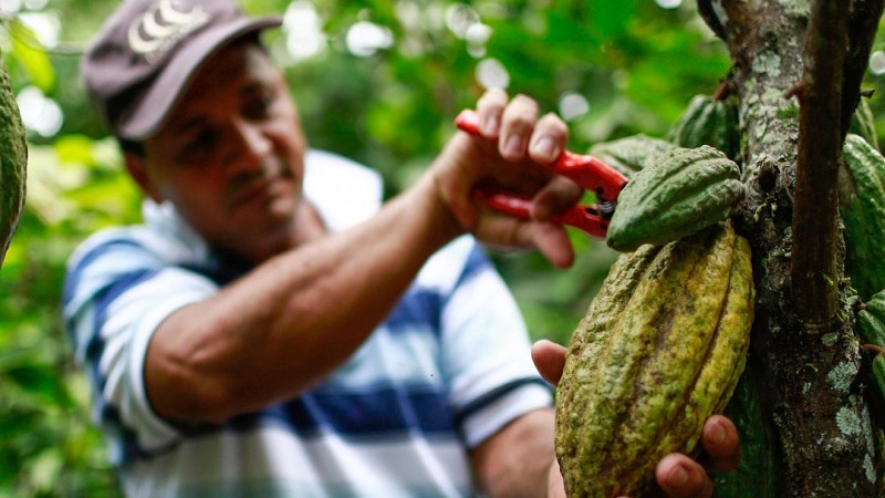 El Huila le apuesta a impulsar el sector cacao