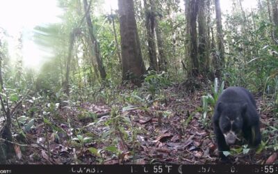 Conservación comunitaria del hábitat del oso de anteojos