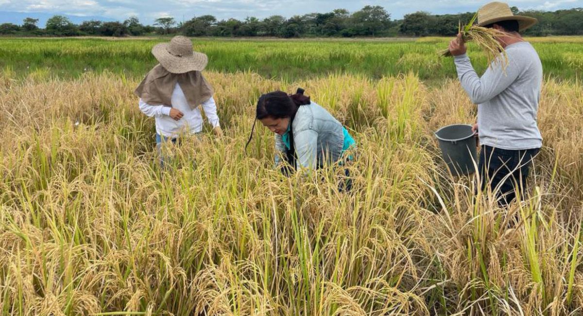 Arroceros del Huila afectados por la sobreoferta