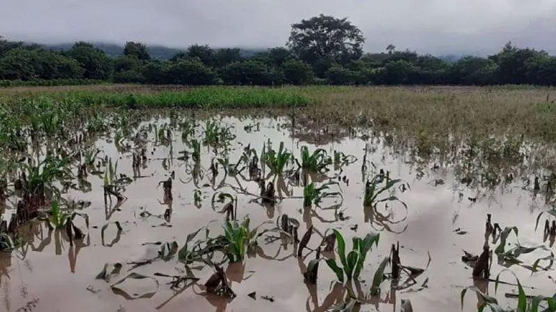Crisis agrícola en el Huila: Cultivos afectados por las fuertes lluvias￼