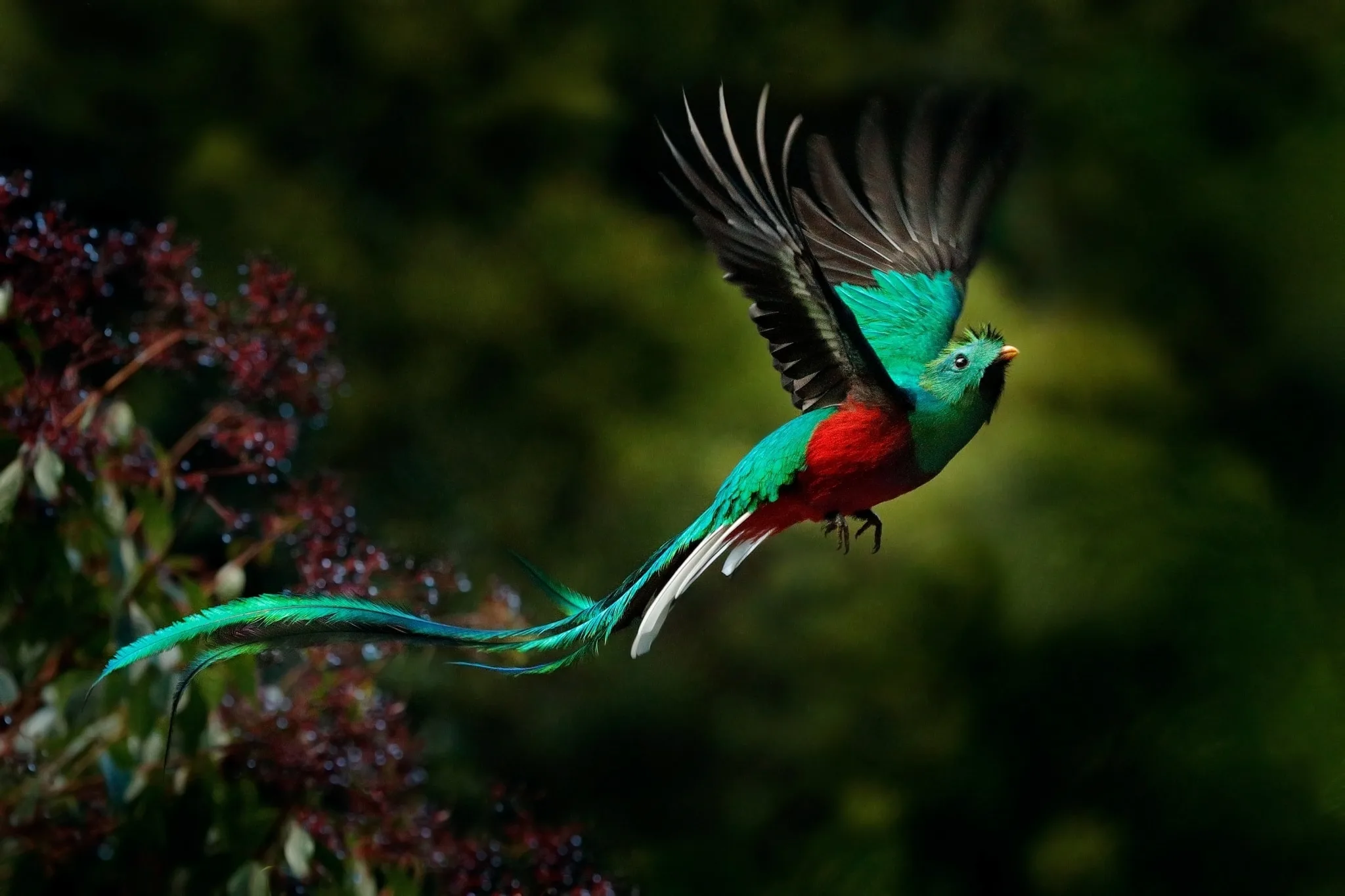 Las aves más vistosas del mundo