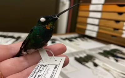Descubren en Perú el colibrí garganta dorada