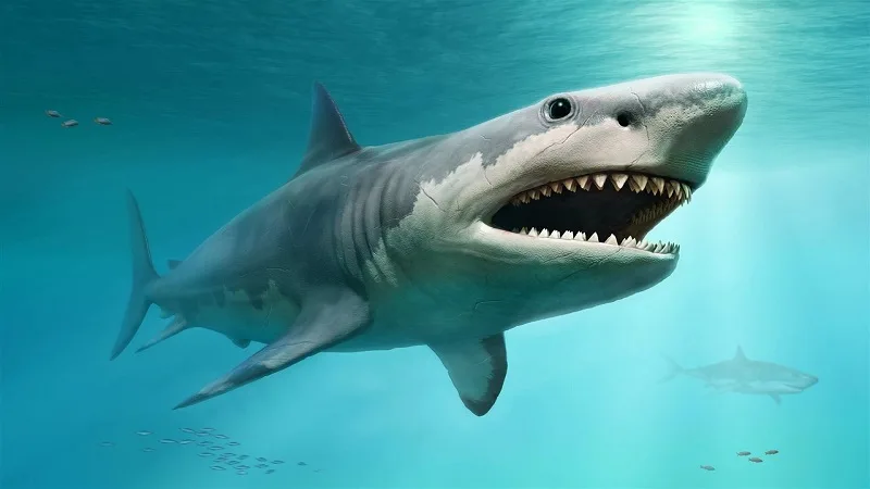 Tiburón blanco, el enorme depredador marino