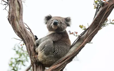 Así son los Koalas