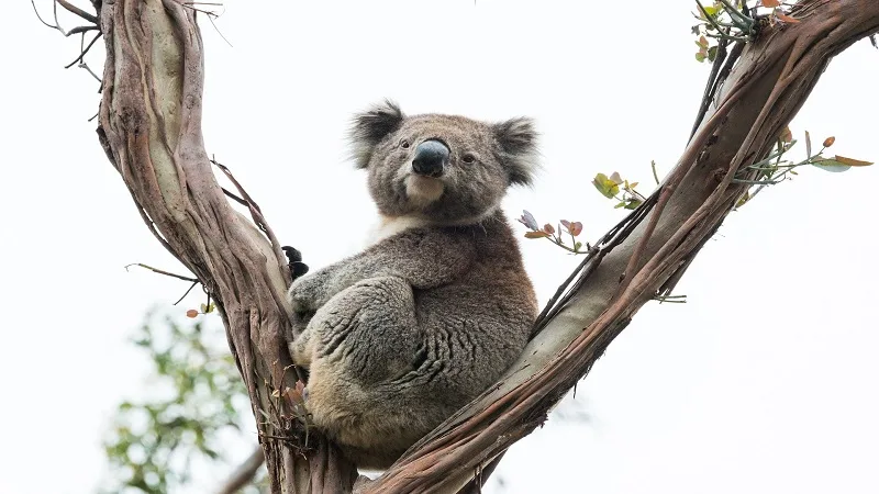 Así son los Koalas