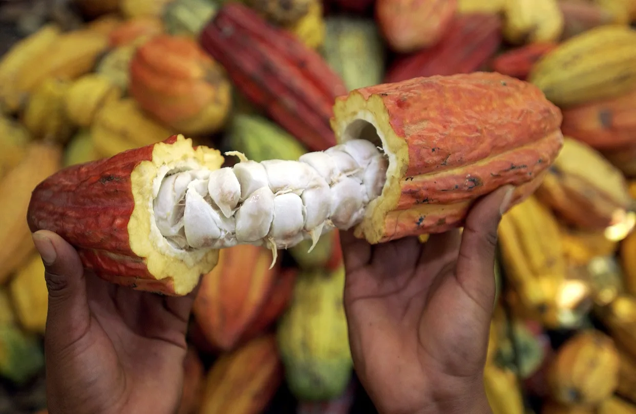 El cacao como instrumento de paz