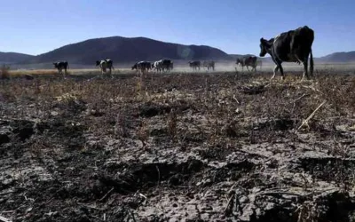 Sector agropecuario en el Huila podría afrontar crisis de producción por las altas temperaturas
